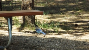 Steller's Jay Making His Morning Rounds at Bryce