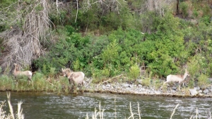 Bighorns by the River